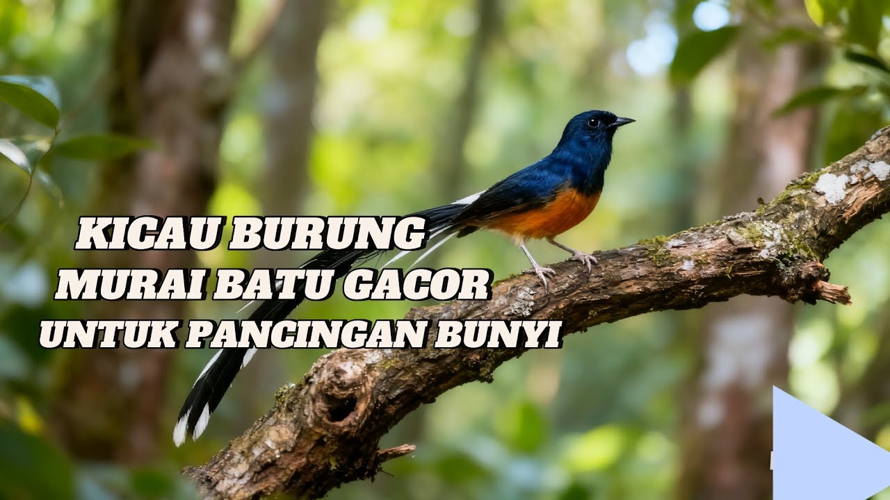 pancingan suara burung murai batu cocok untuk masteran burung mact ngoceh