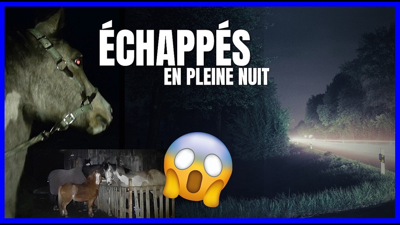 LES CHEVAUX S'ECHAPPENT EN PLEINE NUIT - Ce déménagement était un enfer !