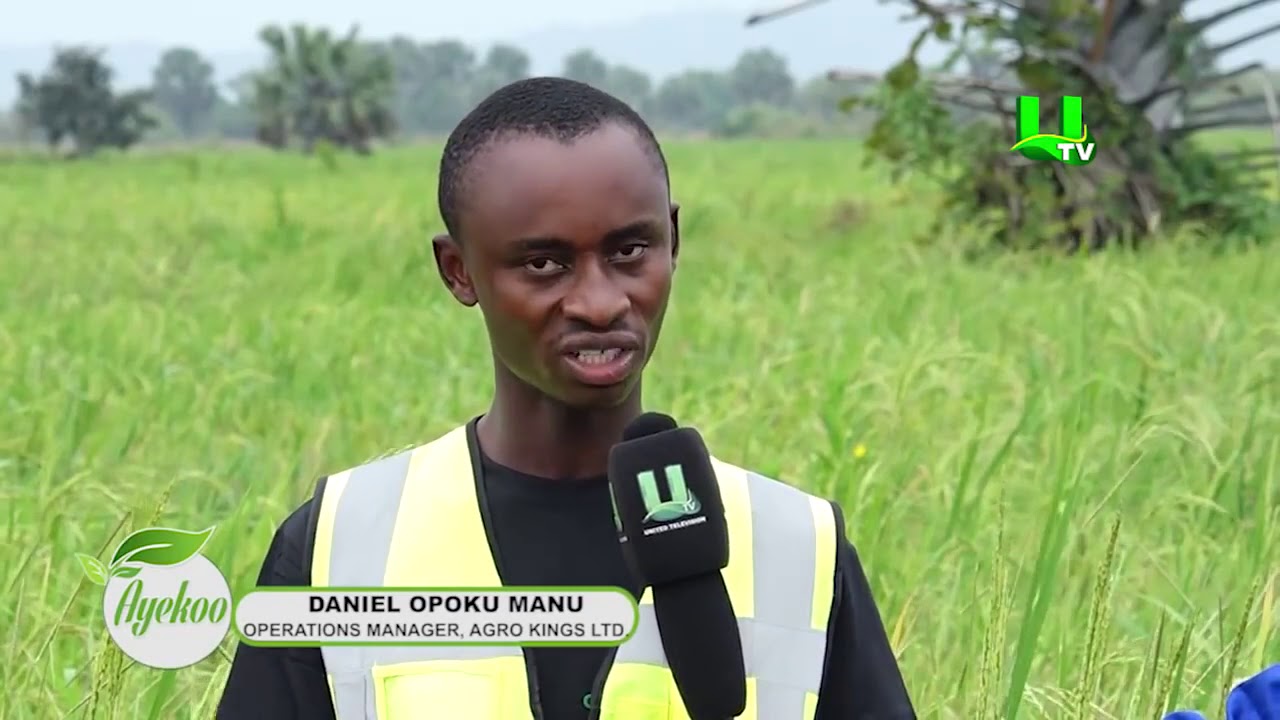 AYEKOO  Ghana Rice,  Agro Kings Farm featured on UTV || Nana's Rice