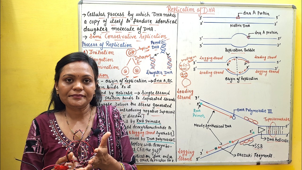(66) DNA Replication | Detailed and Simple Explanation of DNA Replication | Replication of DNA