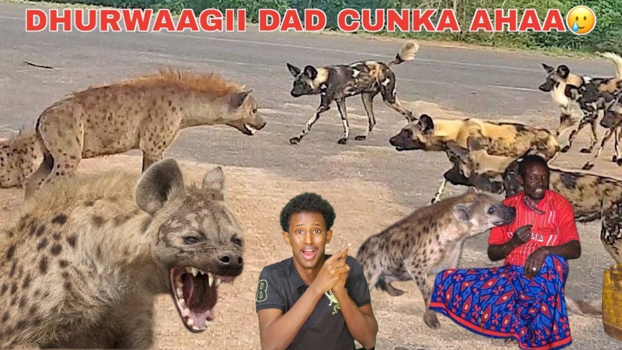 GAALKACYO DHURWAAGII HALISTA BADNAA BEERTA DALXIISKA BILAN MAXAAN KU ARKAY,YAABKII ADUUNKA