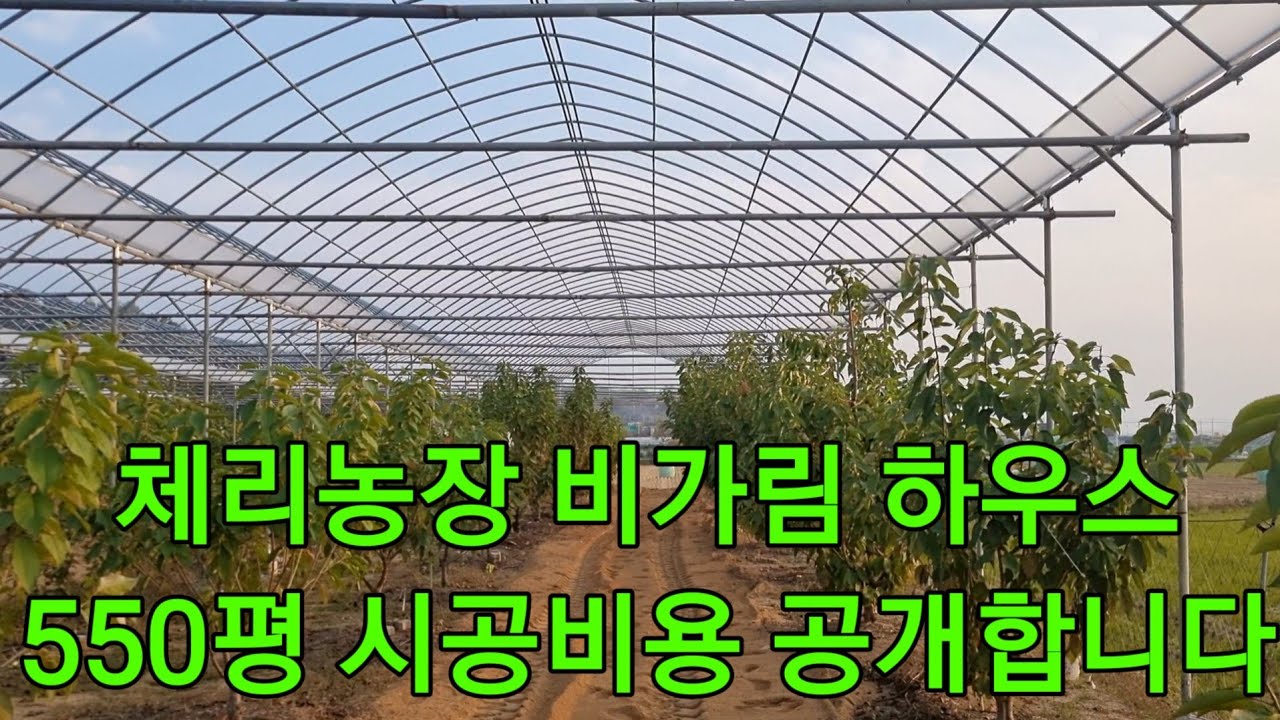 체리농장 비가림 하우스 550평 시공비용 공개합니다