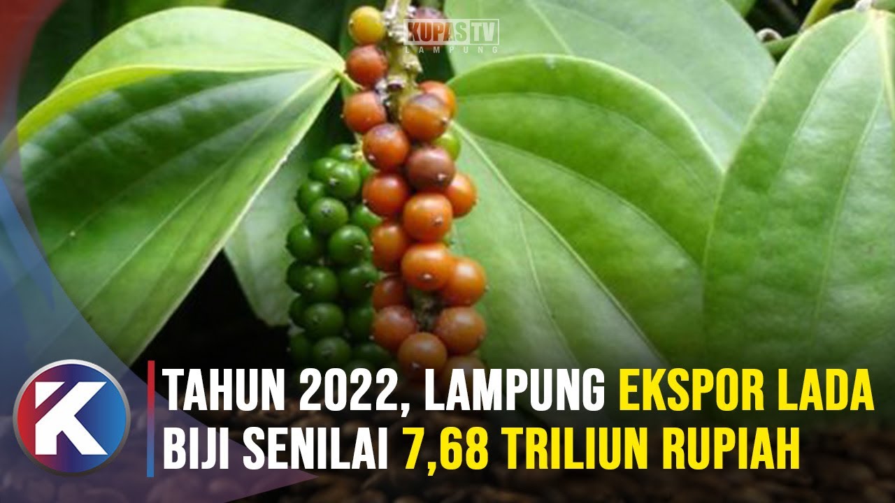 Lampung Ekspor Perdana Komoditas Lada 100 Ton ke China di 2023