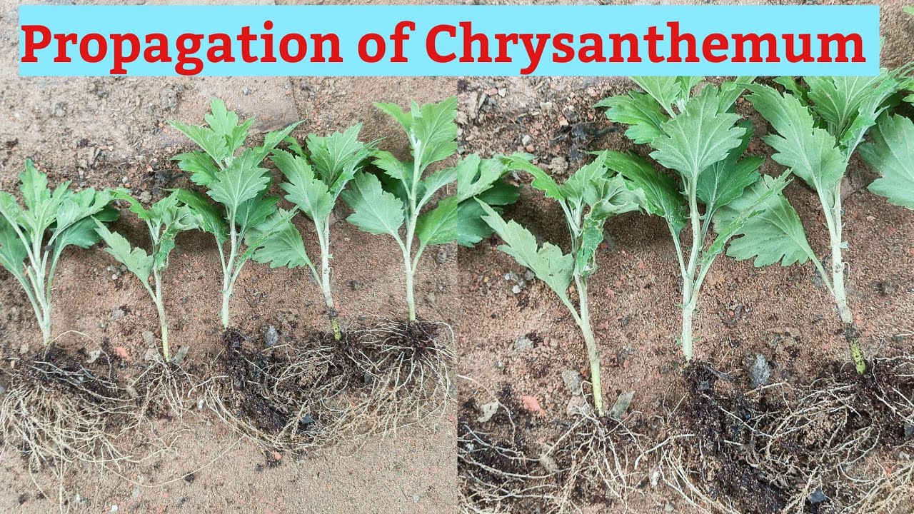 Chrysanthemum propagation technique from cutting with result