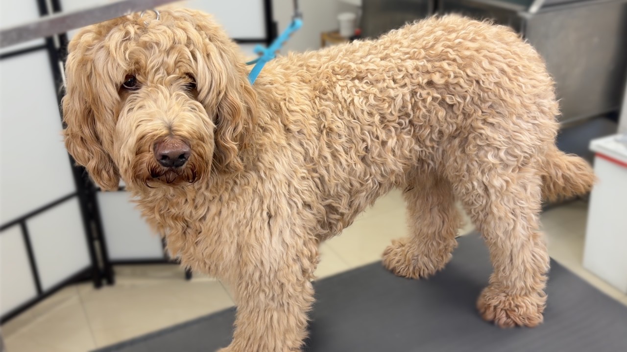 Grooming an overgrown Goldendoodle!