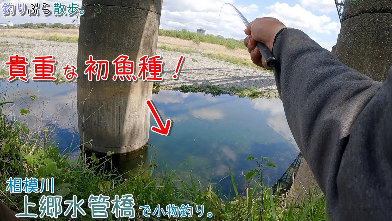 超ビックリです！初めて貴重なムギツクが釣れました！   相模川 上郷水管橋で小物釣り。