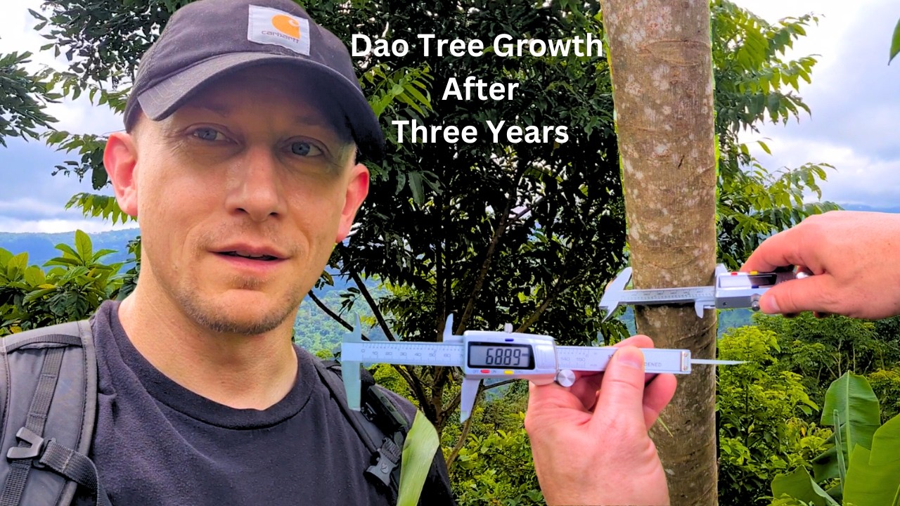 Philippine Dao Tree 3-Year Update