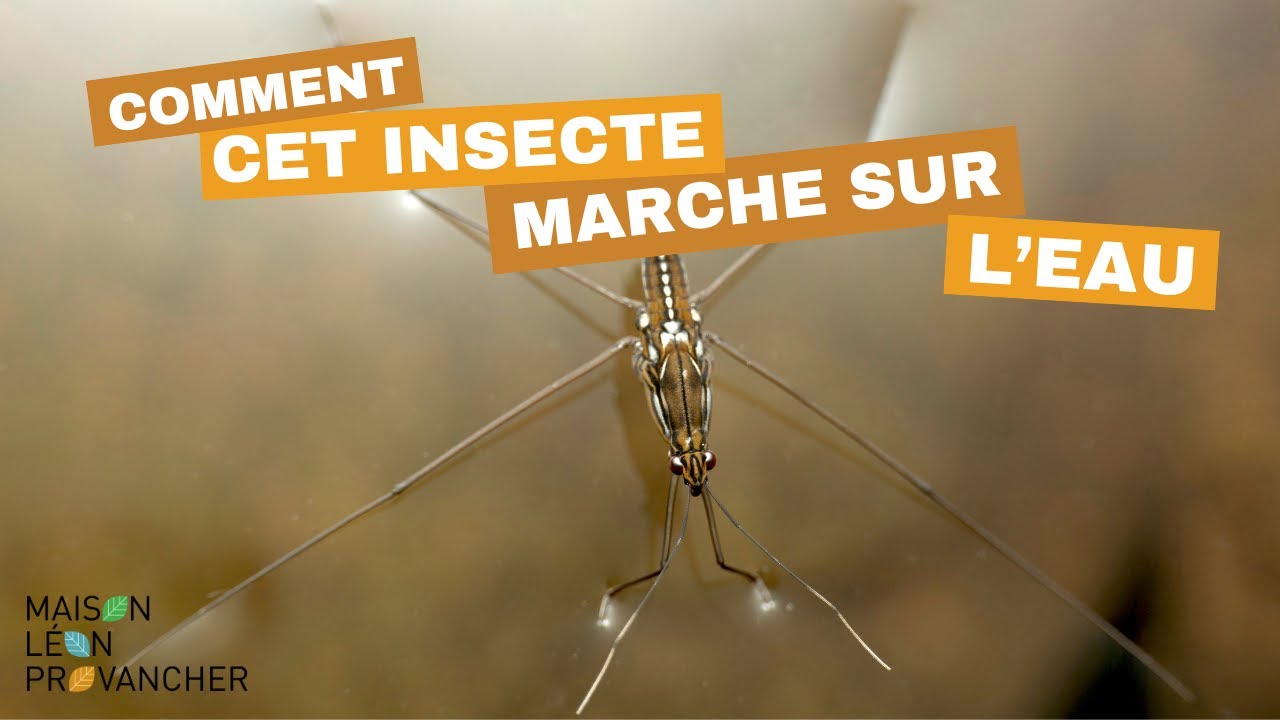 Tension superficielle: qu’est-ce que c’est?