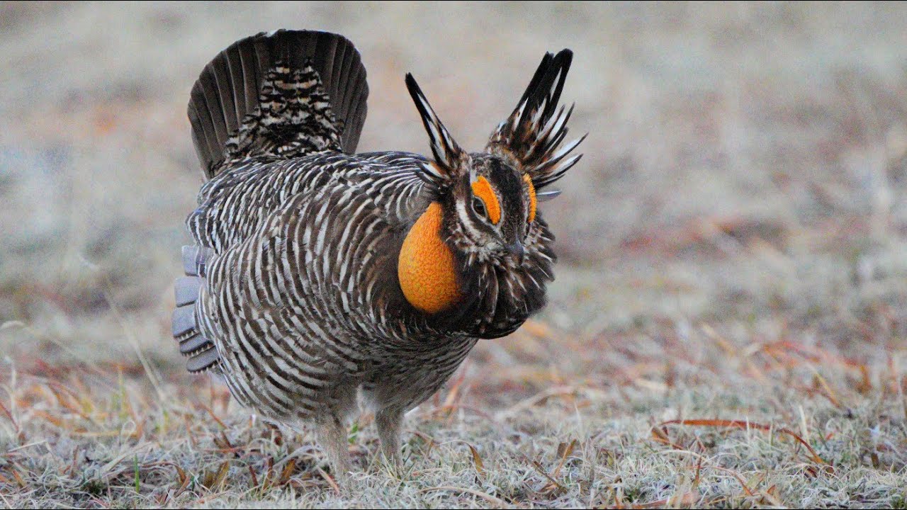 Sounds of the Greater Prairie Chicken: clucks, whoops, wines and cackles
