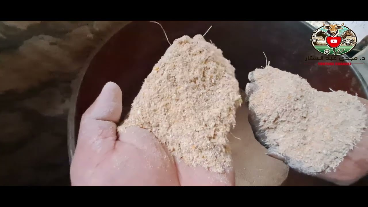 هل يمكن استخدام دقيق القمح فى خلطه التسمين
