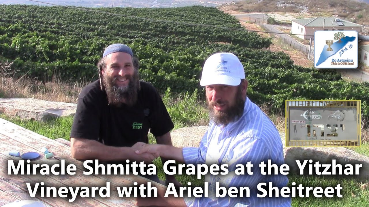 Miracle Shmitta Grapes at the Yitzhar Vineyard with Ariel Ben Sheitreet