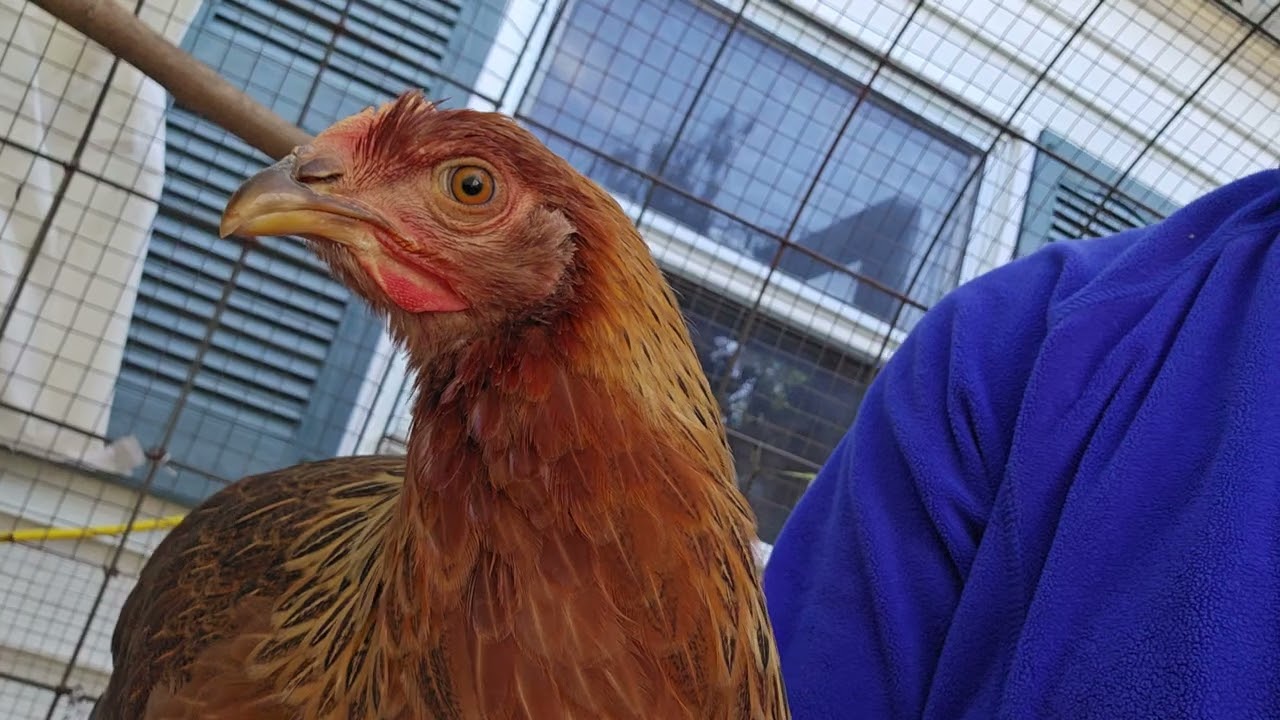 14 Week Old Welsummer Chicks- solving the rat problem in the Chicken Run