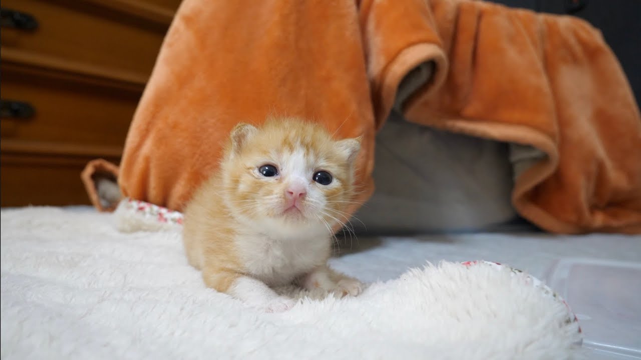 【保護猫】生後３週間くらいの子猫の保護依頼がありました