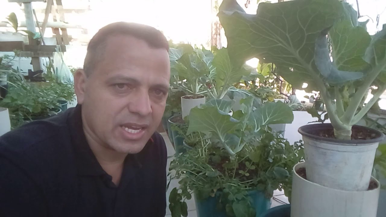 Replante couve melhor método do mundo