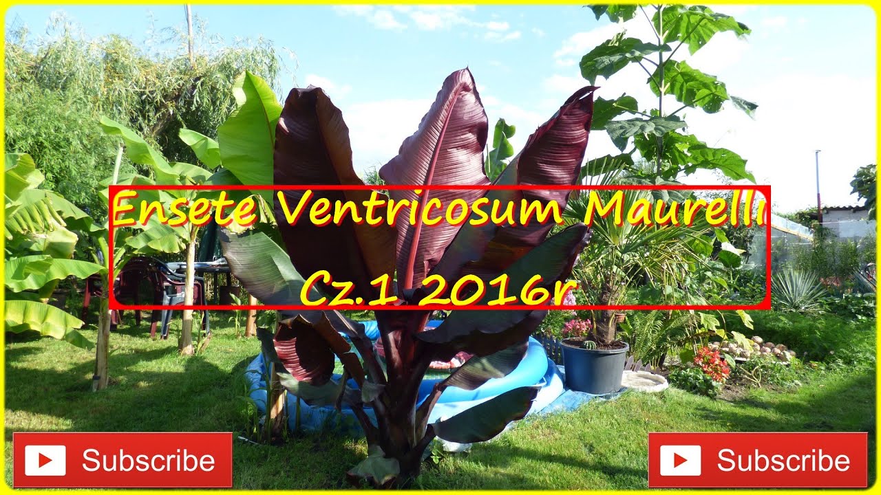 170.Ensete Ventricosum Maurelii. Cz.1 Najbardziej poszukiwany bananowiec w tym roku.