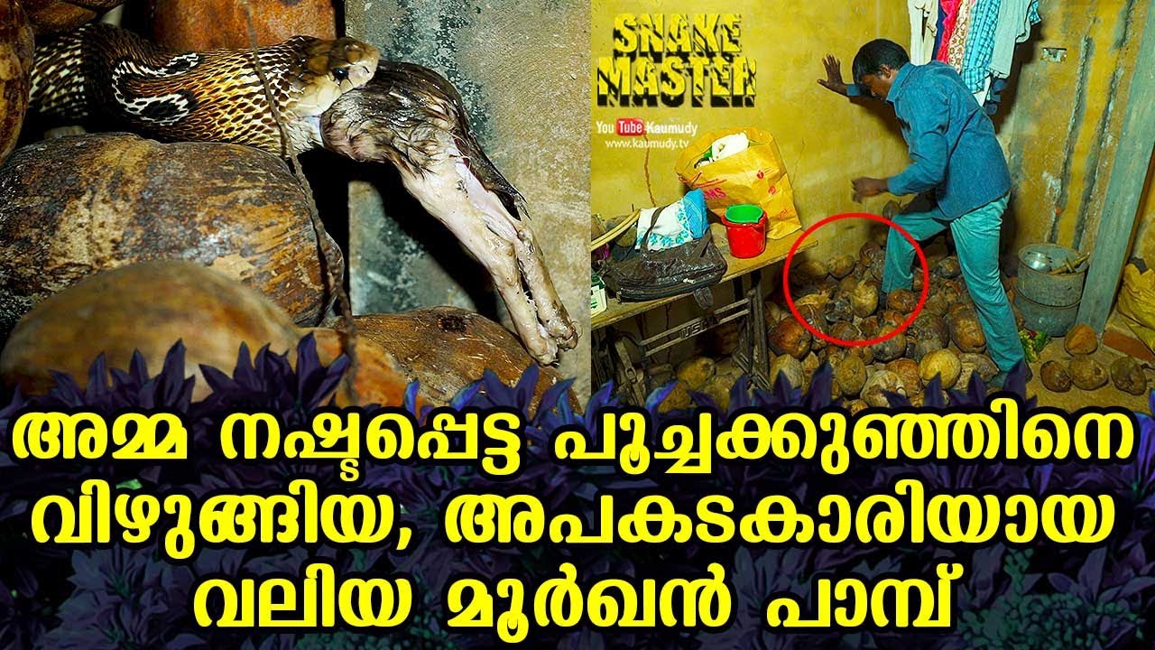 അമ്മ നഷ്ടപ്പെട്ട പൂച്ചക്കുഞ്ഞിനെ വിഴുങ്ങിയ, അപകടകാരിയായ വലിയ മൂർഖൻ പാമ്പ് | Snakemaster EP 577