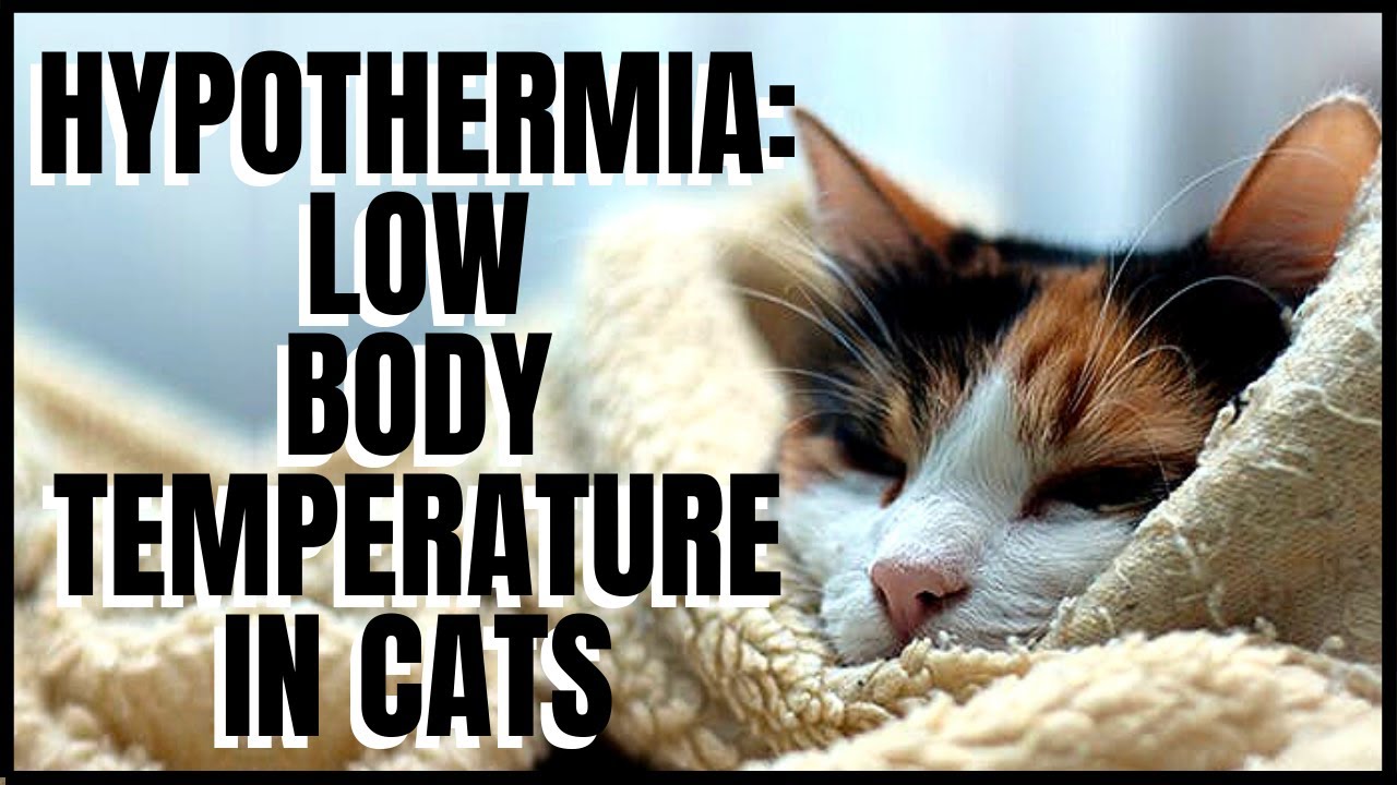 Hypothermia: Low Body Temperature in Cats