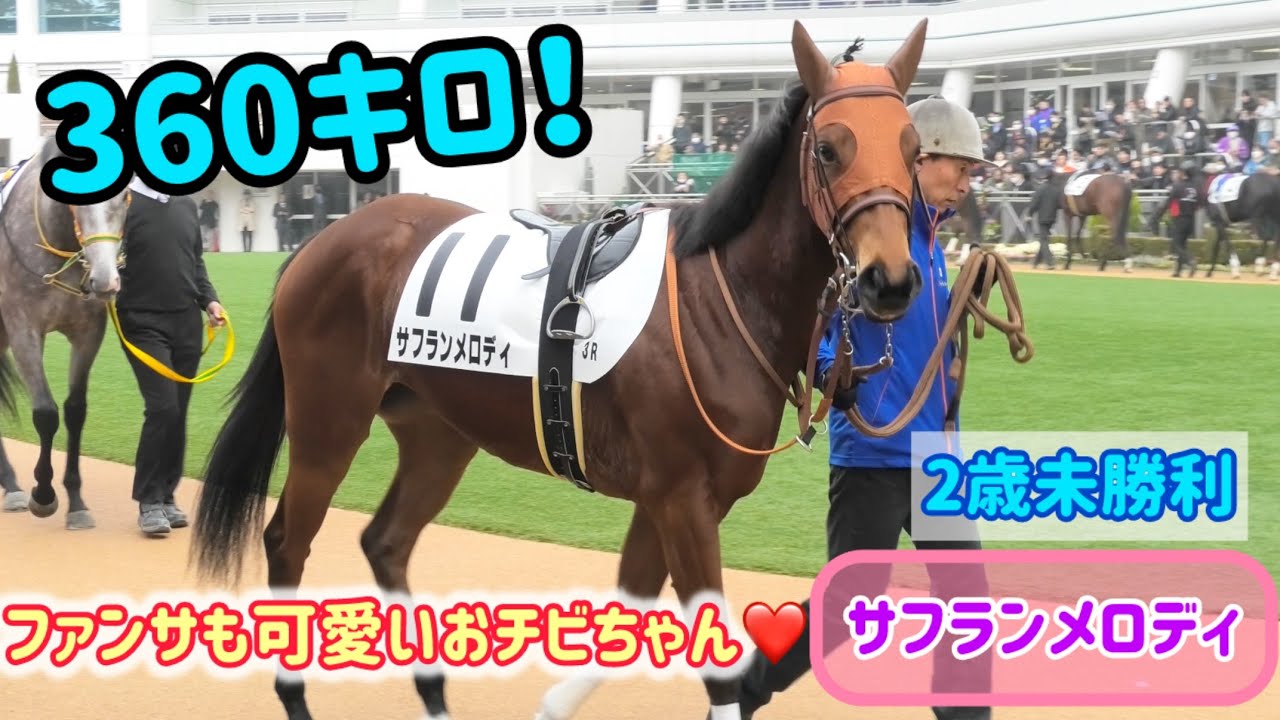 360キロのちっこい身体でがんばるサフランメロディ