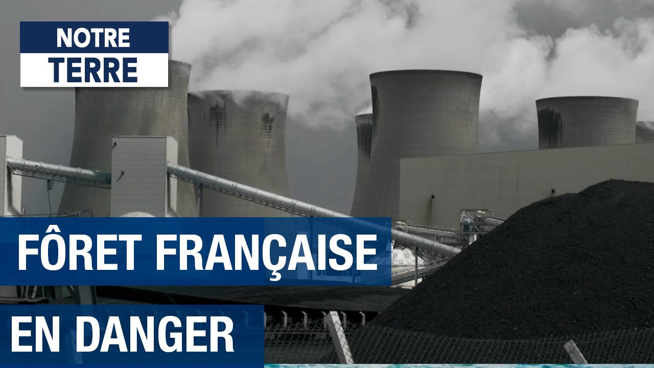 Centrale biomasse : la forêt française en danger ?  - E.ON - Documentaire Environnement HD - MG