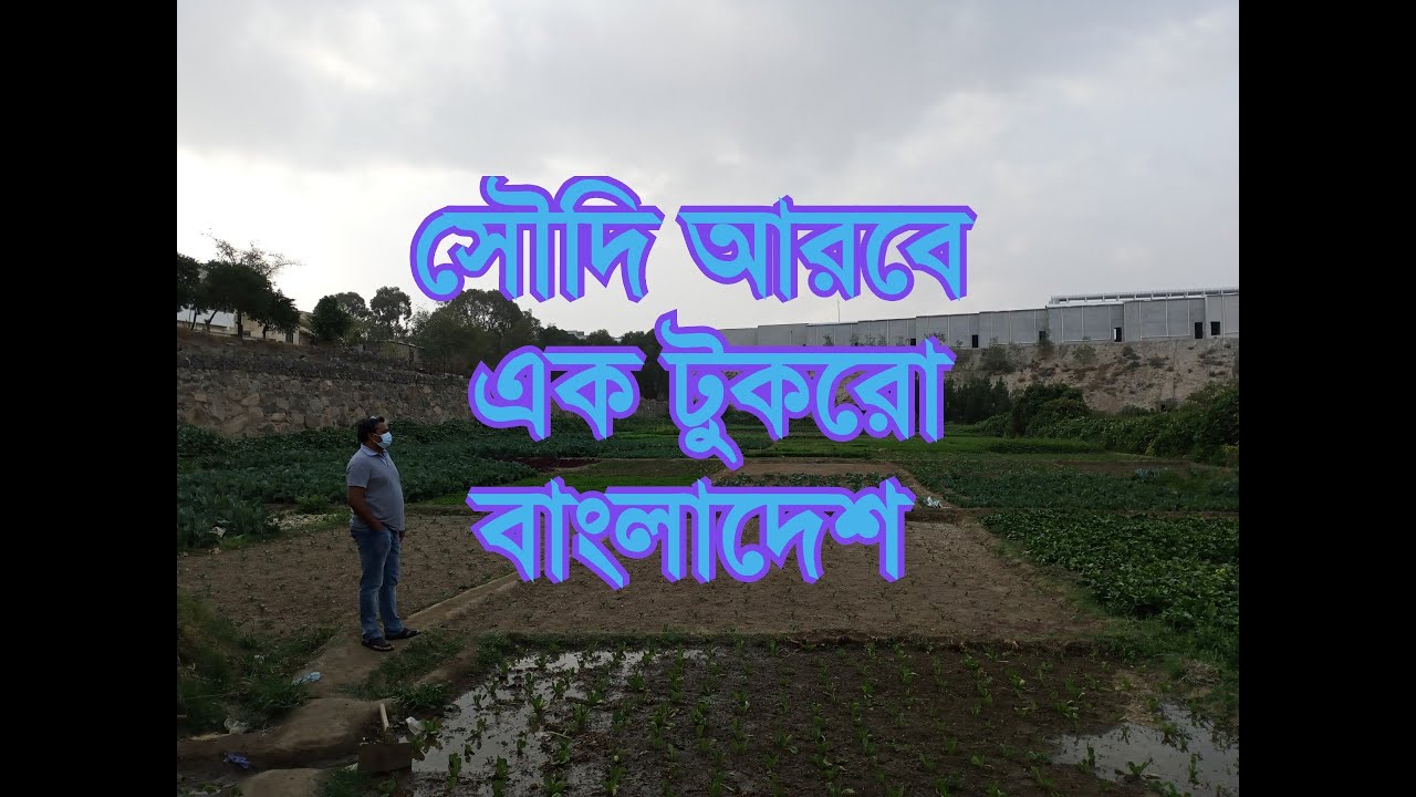 সৌদি আরবে এক টুকরো বাংলাদেশ | সৌদি আরবে বাংলাদেশি ফসলের আবাদ | Bangladeshi agriculture in KSA