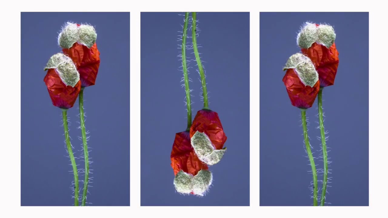 Last Nubian - Gardens By The Bay