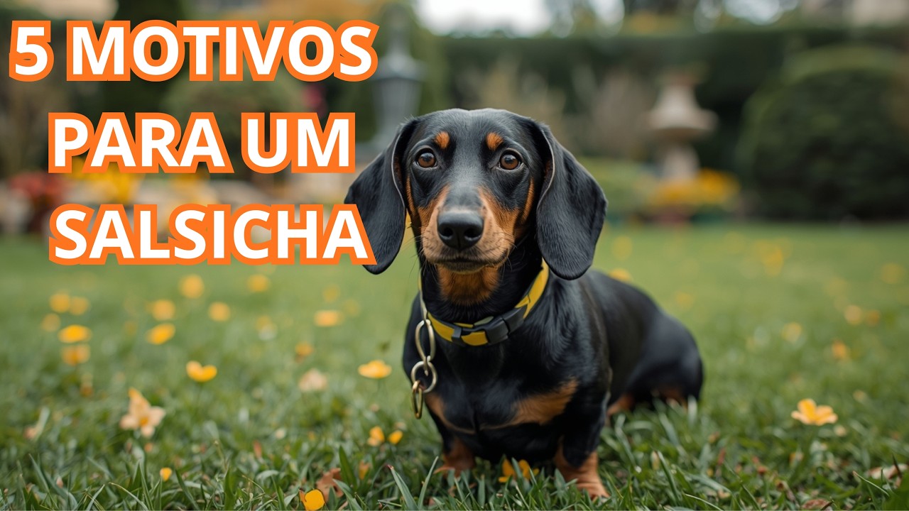 Salsicha: 5 Motivos Para Ter Esse Companheiro Fiel Dentro de Casa