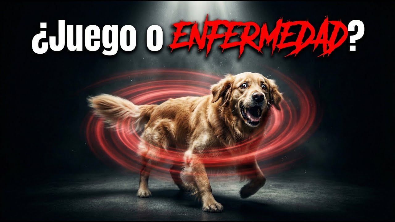 Tu PERRO se PERSIGUE LA COLA: 9 causas (desde lo grave a lo normal)