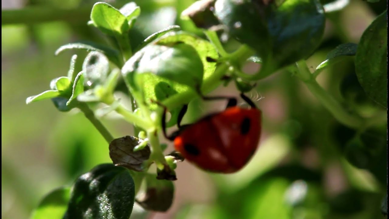 Ladybird / ladybug macro