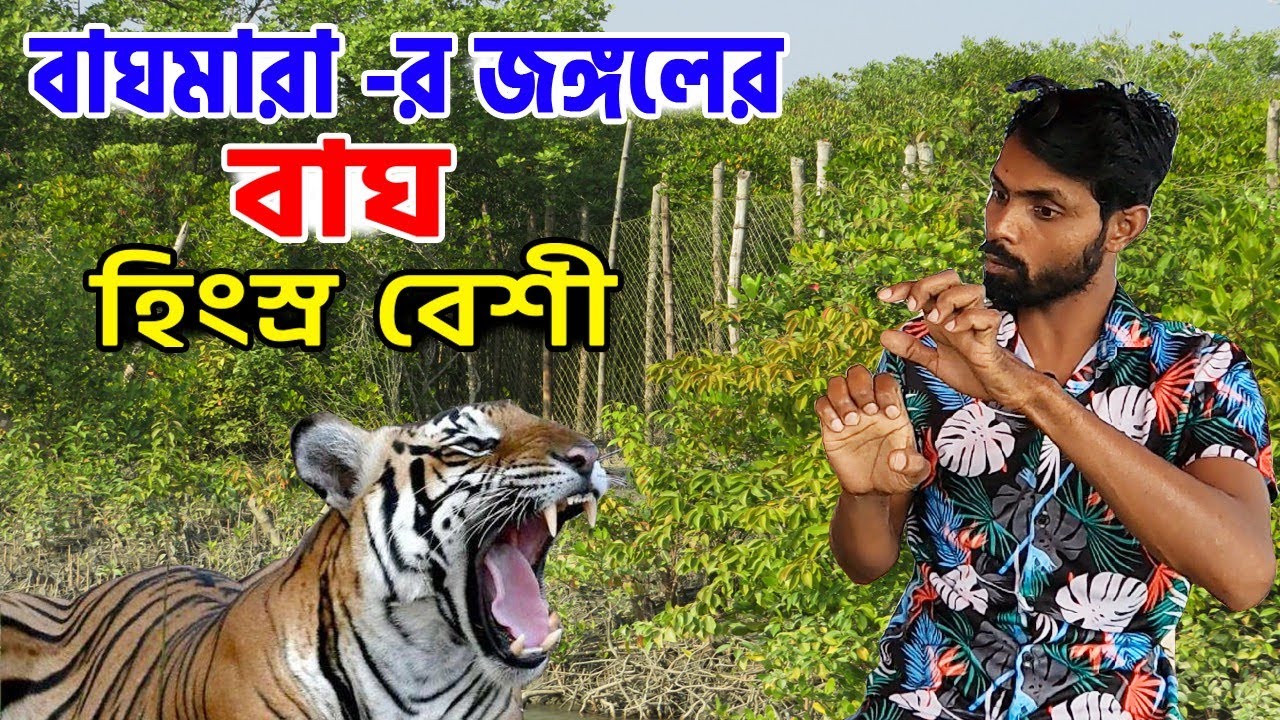 বাঘের গায়ের গন্ধে বহুদিন  ভাত খাওয়া যায় না | তিনবার বাঘের মুখোমুখি | tiger attack in Sundarban