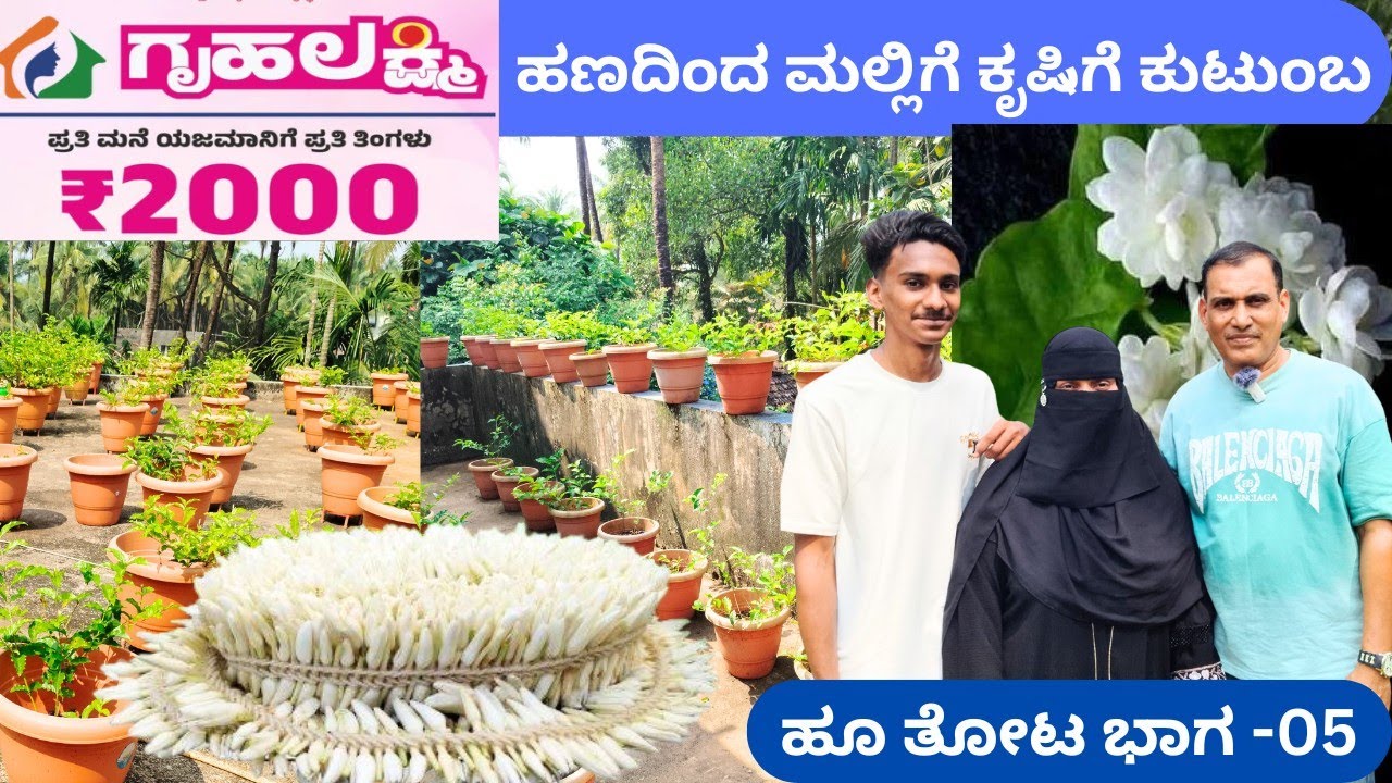 ಮಲ್ಲಿಗೆಗಿಡ ನೀವೆ ಮಾಡಬಹುದು ಇಲ್ಲಿದೆ ಮಾಹಿತಿ‼️25 ಮಲ್ಲಿಗೆ ಗಿಡದಿಂದ 200 ಗಿಡದ ವರೆಗೆ⁉️ಗೃಹಲಕ್ಷ್ಮಿಯ ಕಥೆ ಬೈಂದೂರು 