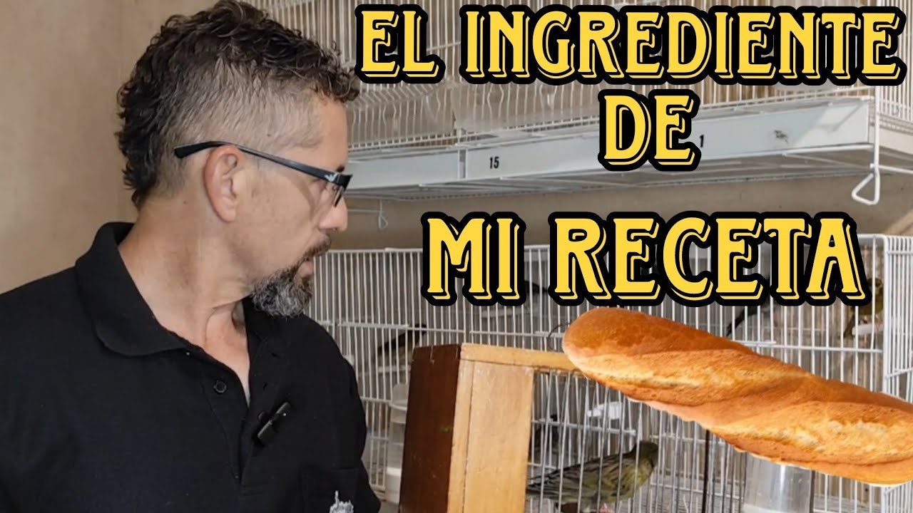 ALGO que DECIR, INGENIERO TIMBRADISTA, CANARIO TIMBRADO ESPAÑOL ORIGINAL 💯💚🎶