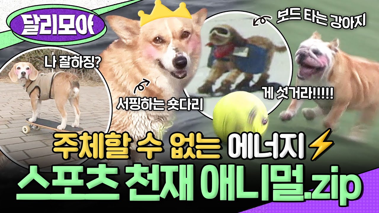 [📁#달리모아] 나랑 같이 운동하장!!💪♥️ 스포츠 천재 애니멀.zip #TV동물농장 #스포츠