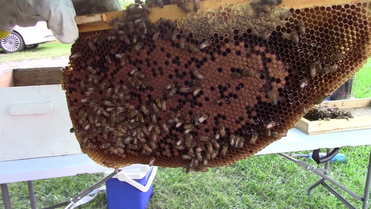 Observation Hive Inspection!! I said I wouldn't do it, but I have to.