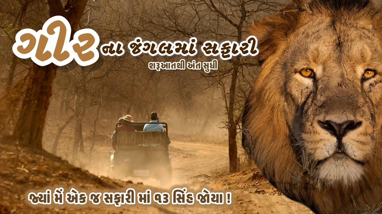 ગીર સફારી | ગુજરાત | એક જ સફારી માં ૧૩ સિંહ જોવા મળ્યા ! 