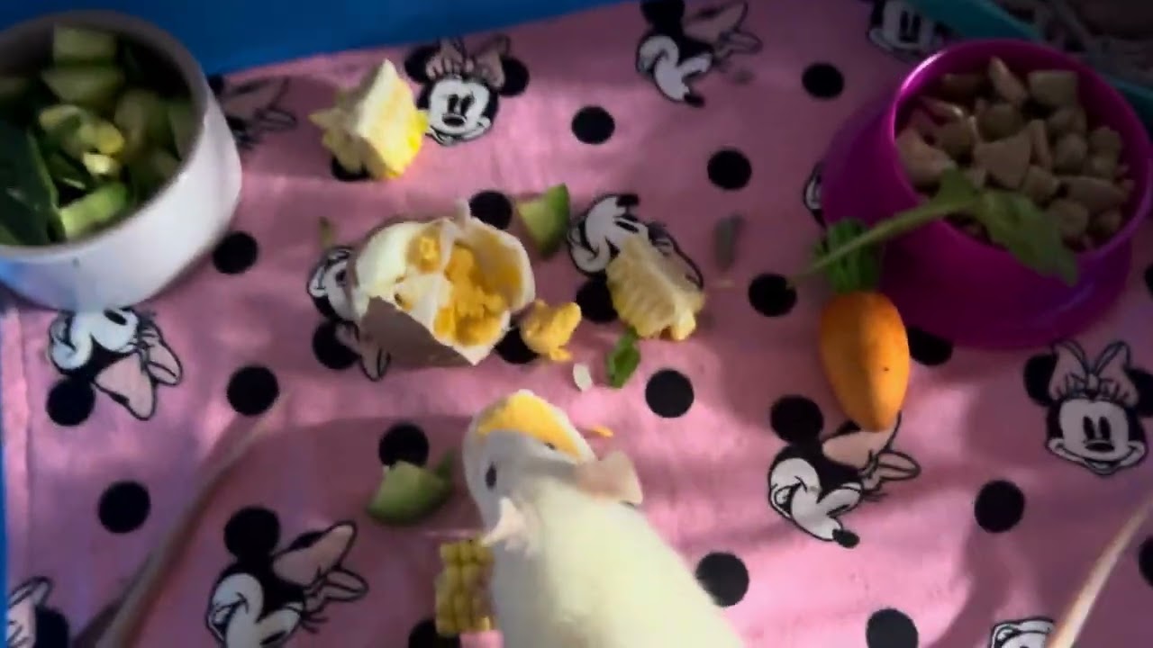 6 little foster rats enjoying some boiled egg & corn - 16/11/2024