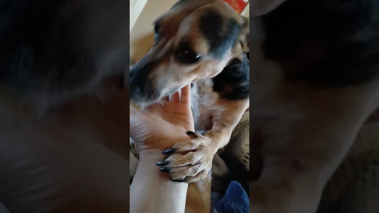 Моя собака очень скучала по мне😍😍😍😍😍❤️❤️❤️❤️🐕🐕🐕🐕🐕🐕🐕