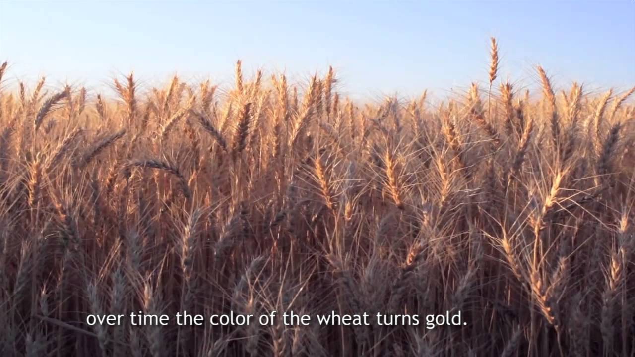 Poetic Documentary on Farming in Punjab ( Wheat & Rice Growth)
