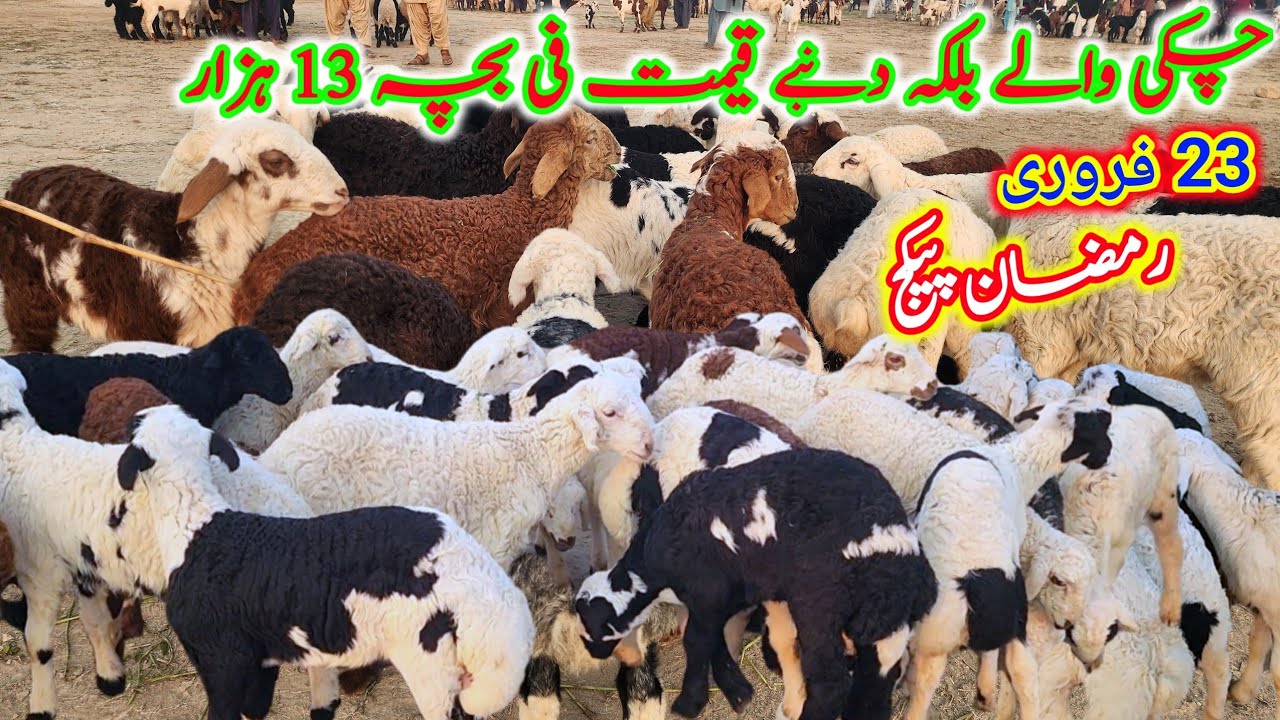 منڈی محمد پور رمضان پیکج چکی والے بلکہ دنبے قیمت فی بچہ13ہزار Malik imran goat farm 23 February 2026