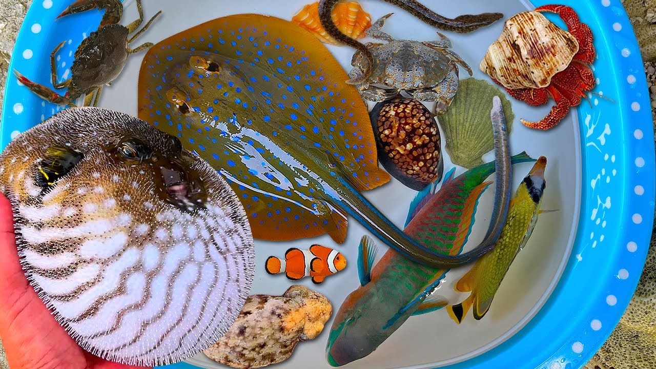 Tangkap ikan buntal dan kerang, kelomang, ikan pari, ikan hias, gurita, ikan nemo, belut, kepiting
