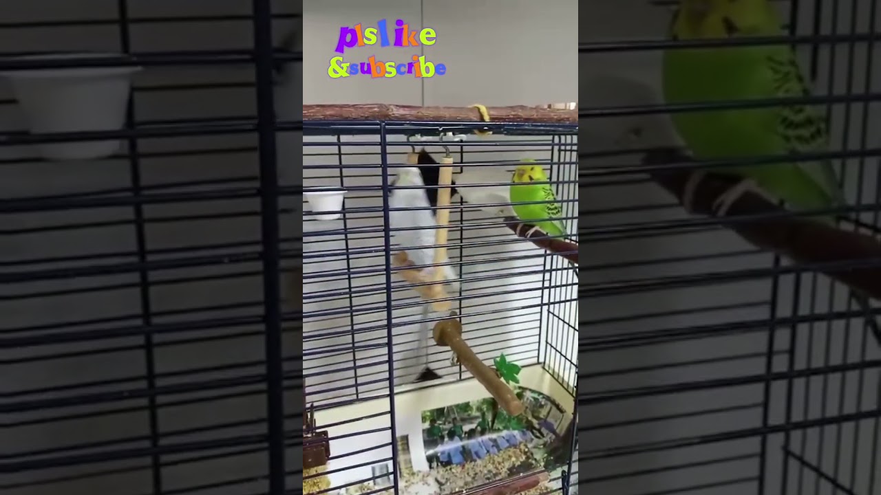 Pilipili 1534th day, "How can I stop this swing, it's too fast!" Funny cute budgie happy bird