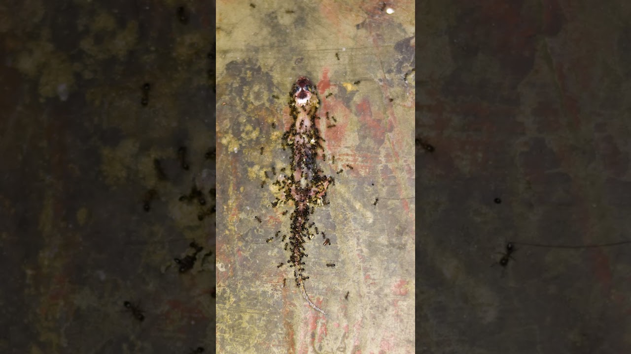 lizard decomposing to dust | lizard decomposing timelapse | turn in to dust timelapse #shorts
