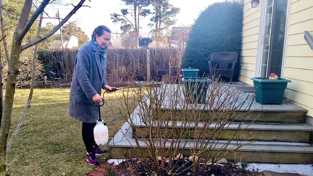 Dormant Horticultural Oils on Roses