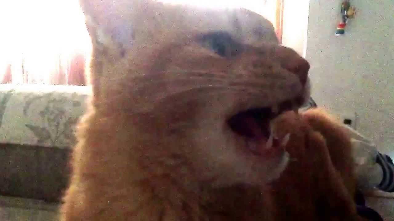 Amazing hissing/growling cat ~ My oldest cat hissing at my new cat