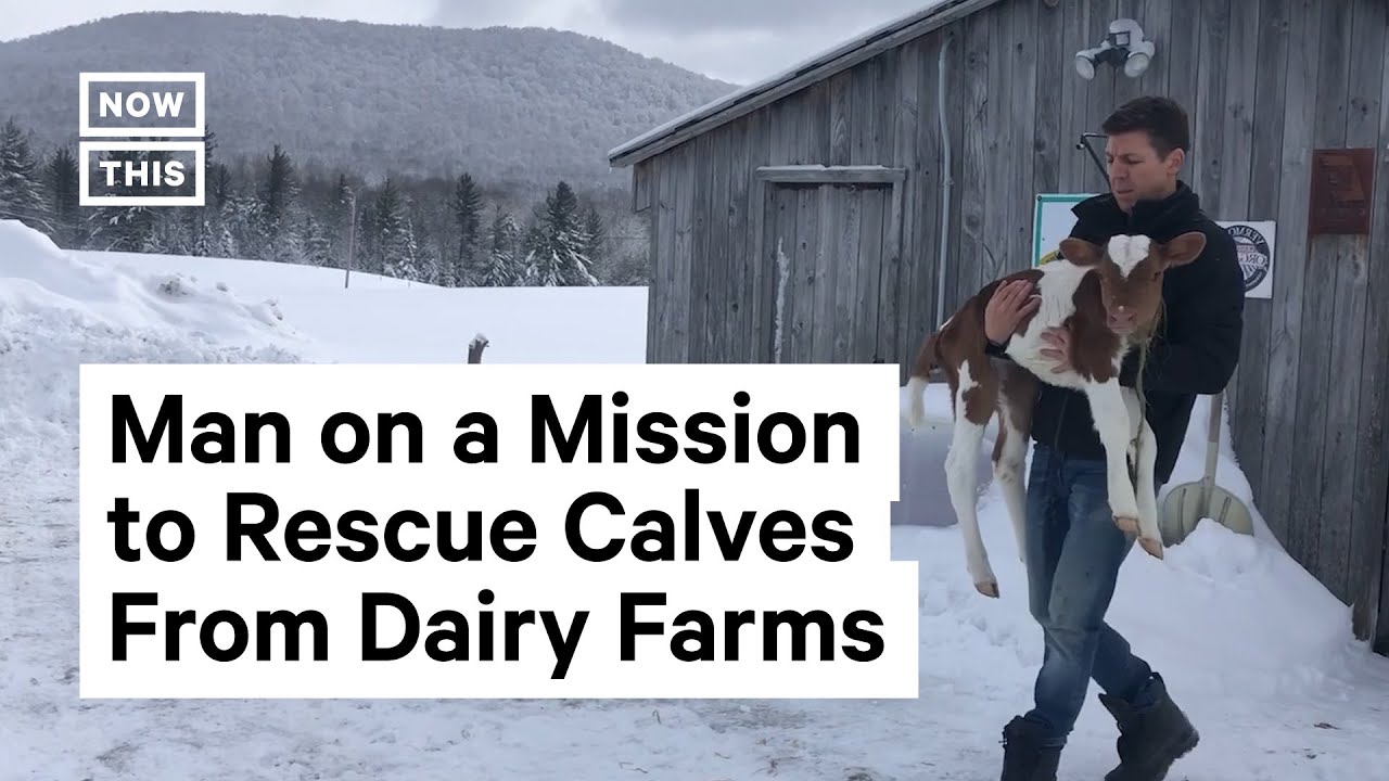 Cow Rescuer Saves Unwanted Calves From Dairy Farms