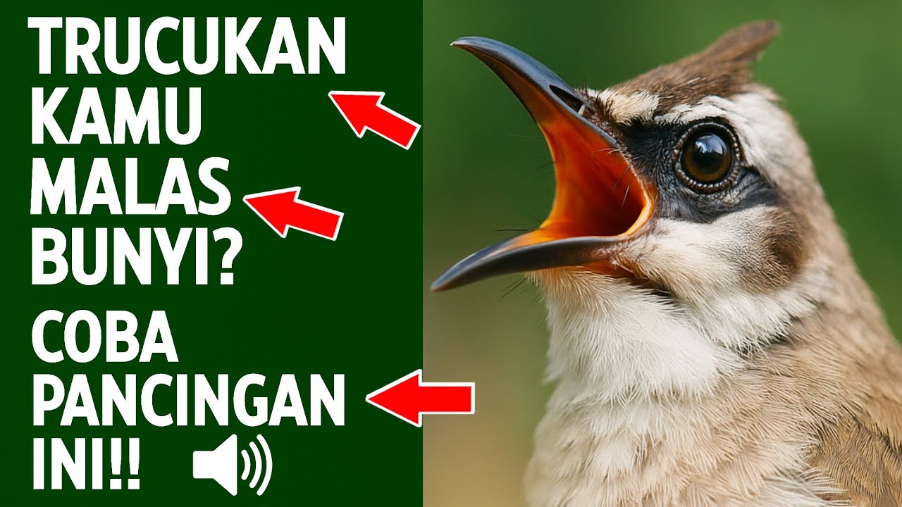 Suara trucukan gacor ropel ngalas buat pancingan trucukan agar bunyi jadikan burung trucuk gacor