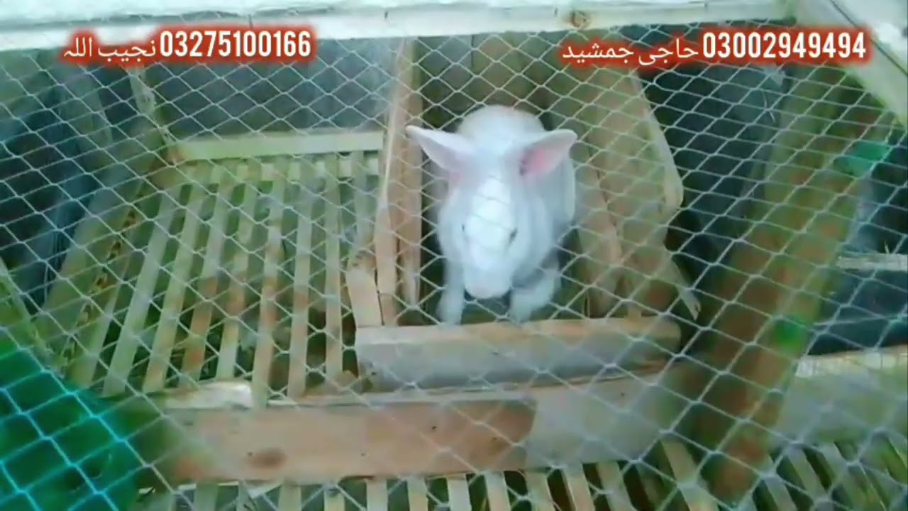 نجیب اللہ چارسدہ کی کامیابی دیکھیں اور پائیں جمی ریبٹ فارمنگ کمپنی پاکستان سے ایگریمنٹ کا سنہری موقع