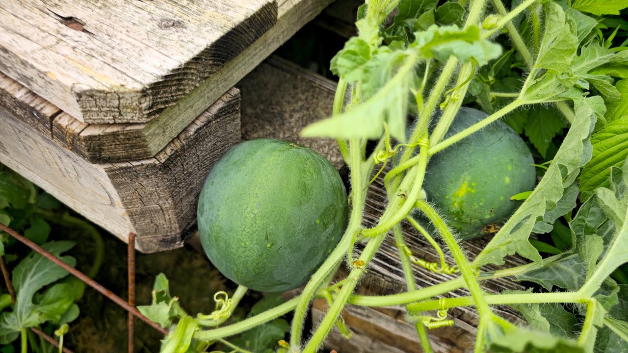 Pěstování melounů na malém prostoru 2025 + sleva na nákup v AgroBio