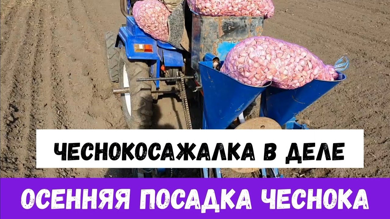 ОСЕННЯЯ ПОСАДКА ЧЕСНОКА  МОДЕРНИЗИРОВАННАЯ ЧЕСНОКОСАЖАЛКА В ДЕЛЕ