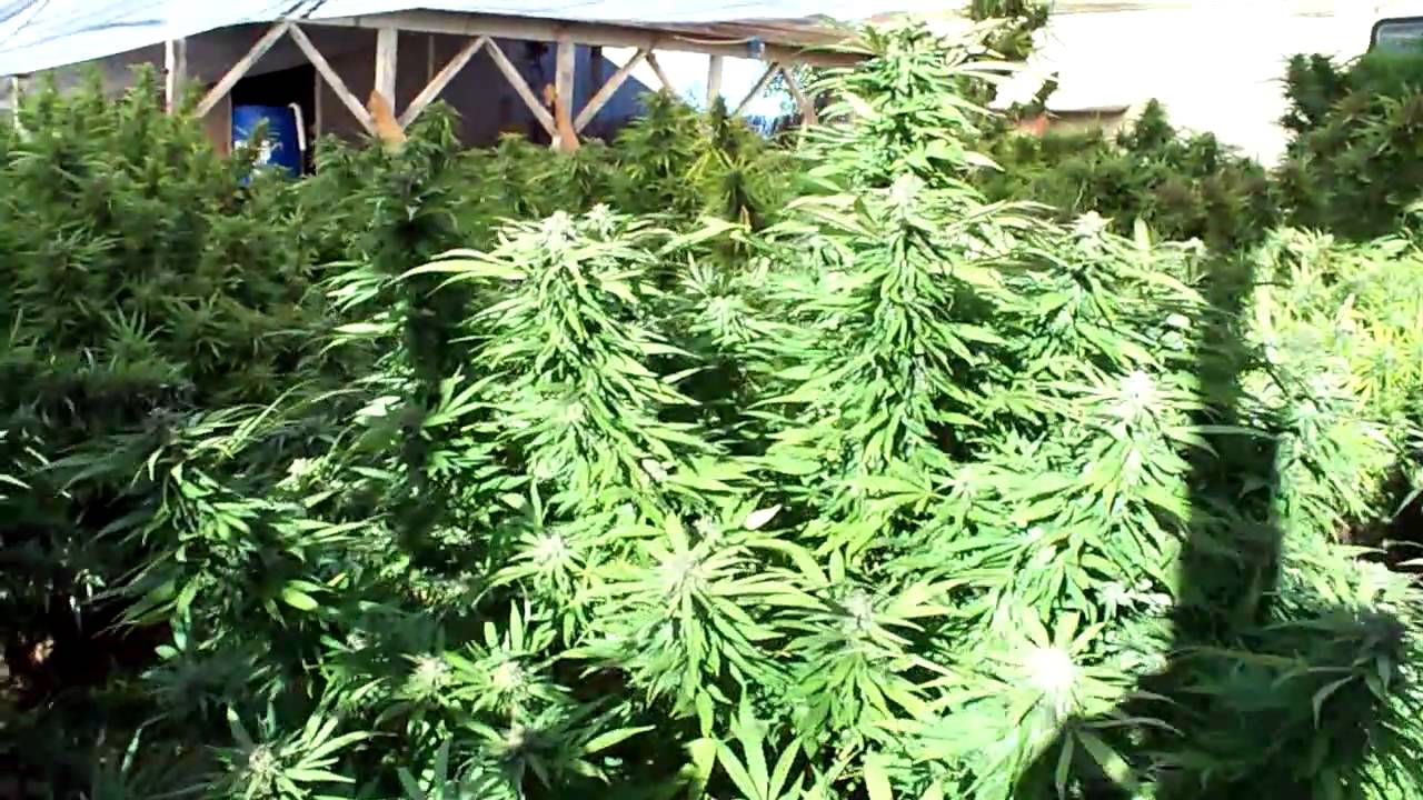 nor cal medical marijuana garden big crystlaly purple buds!! final cut3of4