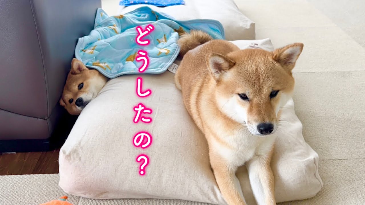 喧嘩？溝にハマったまま動けなくなった柴犬が心配